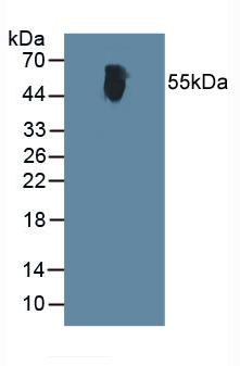 Western Blot; Sample: Recombinant ALT, Human.
