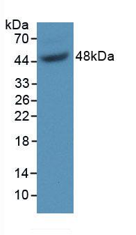 Growth Arrest Specific Protein 6 (GAS6) Polyclonal Antibody - image 2