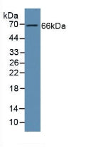 Western Blot; Sample: Recombinant GAS6, Human.