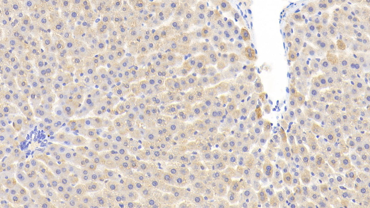 DAB staining on IHC-P. Samples: Rat Tissue)