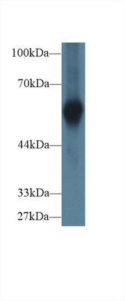 Western Blot; Sample: Recombinant protein.
