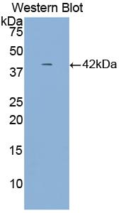 Alpha-2-Heremans Schmid Glycoprotein (AHSG) Polyclonal Antibody - image 3