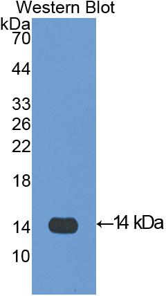 Platelet Factor 4 (PF4) Polyclonal Antibody - image 2