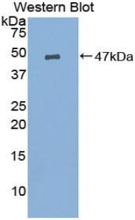 Prostaglandin E Synthase, Microsomal (PTGES) Polyclonal Antibody - image 2