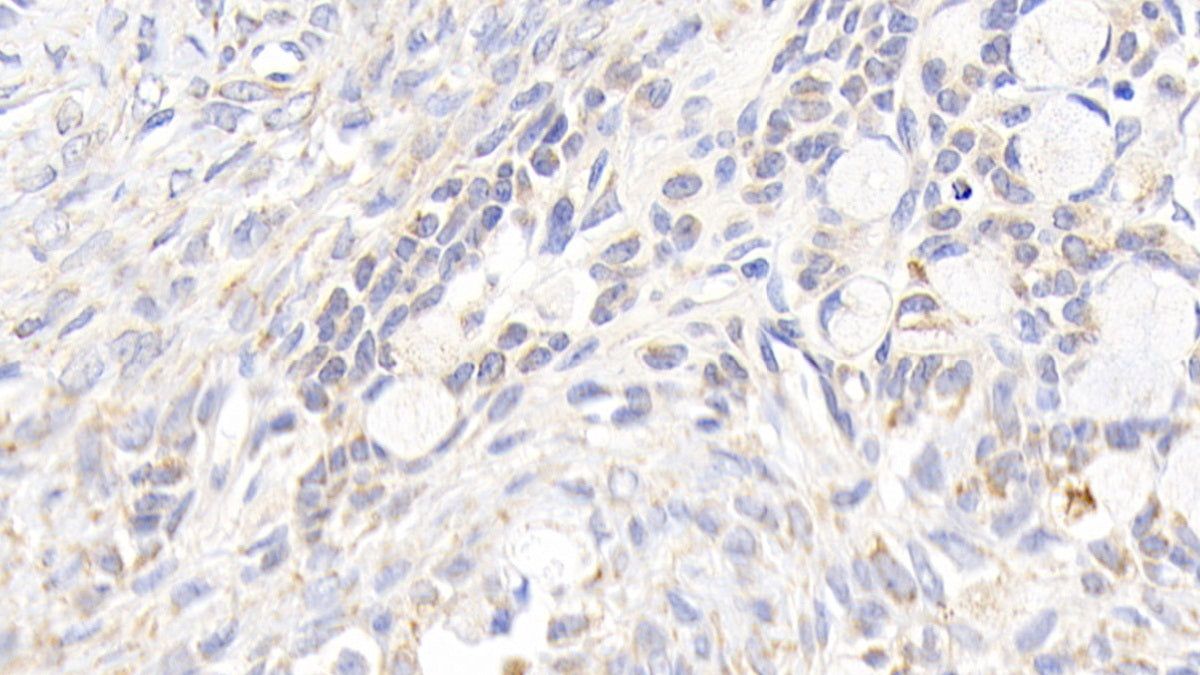 Prostaglandin E Synthase, Microsomal (PTGES) Polyclonal Antibody - image 4