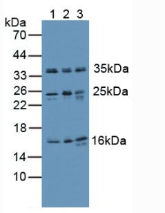 Western Blot; Sample: Recombinant Ub, Human.