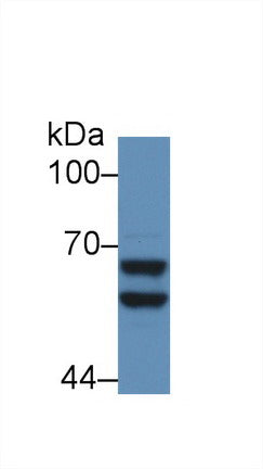 Western Blot; Sample: Recombinant protein.