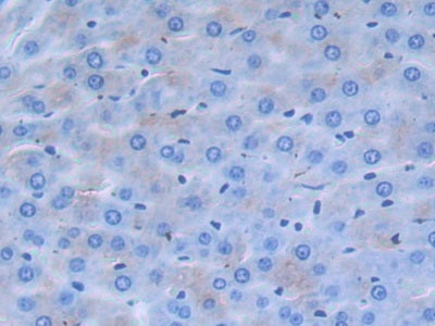 Alpha 2-Antiplasmin (a2PI) Polyclonal Antibody - image 5