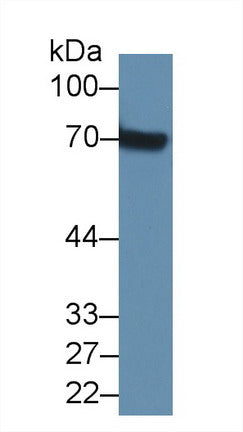 Western Blot; Sample: Mouse Serum; ;Primary Ab: 2µg/ml Rabbit Anti-Mouse a2PI Antibody;Second Ab: 0.2µg/mL HRP-Linked Caprine Anti-Rabbit IgG Polyclonal Antibody;