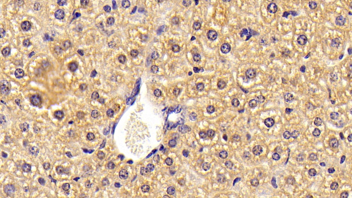 DAB staining on IHC-P. Samples: Mouse Tissue)