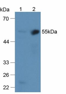 Western Blot; Sample: Recombinant a2PI, Human.