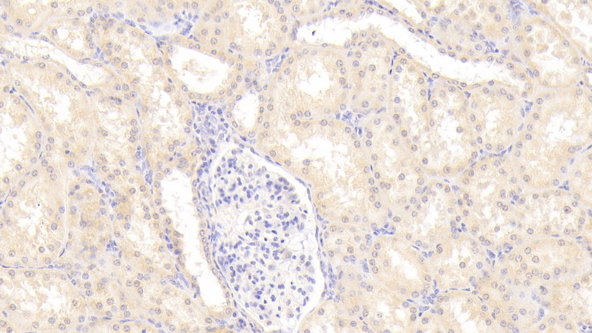 Alpha 2-Antiplasmin (a2PI) Polyclonal Antibody - image 5