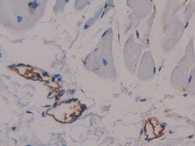 DAB staining on IHC-P;<br/>Samples: Rat Skin Tissue