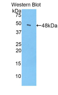 Alpha-Fetoprotein (AFP) Polyclonal Antibody - image 2