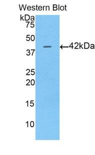 Western Blot; Sample: Porcine Serum; ; Primary Ab: 2µg/ml Rabbit Anti-Porcine aFP Antibody; Second Ab: 0.2µg/mL HRP-Linked Caprine Anti-Rabbit IgG Polyclonal Antibody;