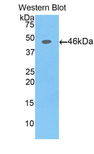 Western Blot; Sample: Human Lung lysate; ; Primary Ab: 2µg/ml Rabbit Anti-Porcine aFP Antibody; Second Ab: 0.2µg/mL HRP-Linked Caprine Anti-Rabbit IgG Polyclonal Antibody;