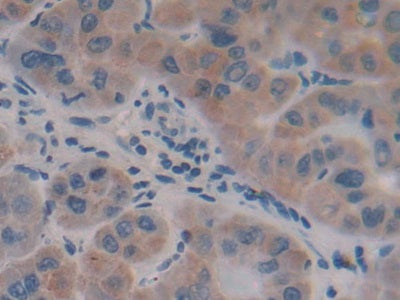 DAB staining on IHC-P; Samples: Human Stomach Tissue)
