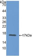 Carcinoembryonic Antigen (CEA) Polyclonal Antibody - image 2