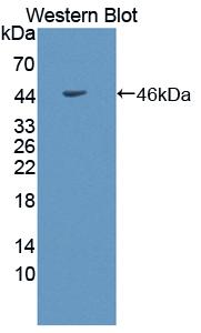 Adiponectin Receptor 1 (ADIPOR1) Polyclonal Antibody - image 2