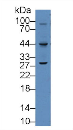 Western Blot; Sample: Recombinant protein.