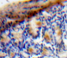 Vascular Endothelial Growth Factor C (VEGFC) Polyclonal Antibody - image 4