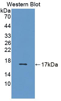 Vascular Endothelial Growth Factor B (VEGFB) Polyclonal Antibody - image 2