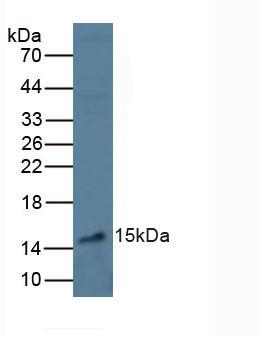 Western Blot; Sample: Recombinant VEGFA, Human.