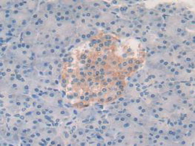 Vascular Endothelial Growth Factor A (VEGFA) Polyclonal Antibody - image 5
