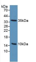 Western Blot; Sample: Recombinant uPAR, Human.