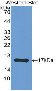 Tumor Necrosis Factor Beta (TNFb) Polyclonal Antibody - image 2