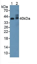 Western Blot; Sample: Recombinant ADIPoR2, Rat.