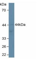 Western Blot; Sample: Recombinant ADIPOR2, Human.