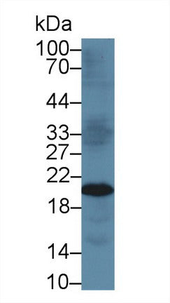 Western Blot; Sample: Recombinant protein.