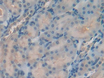 DAB staining on IHC-P; Samples: Rat Kidney Tissue)