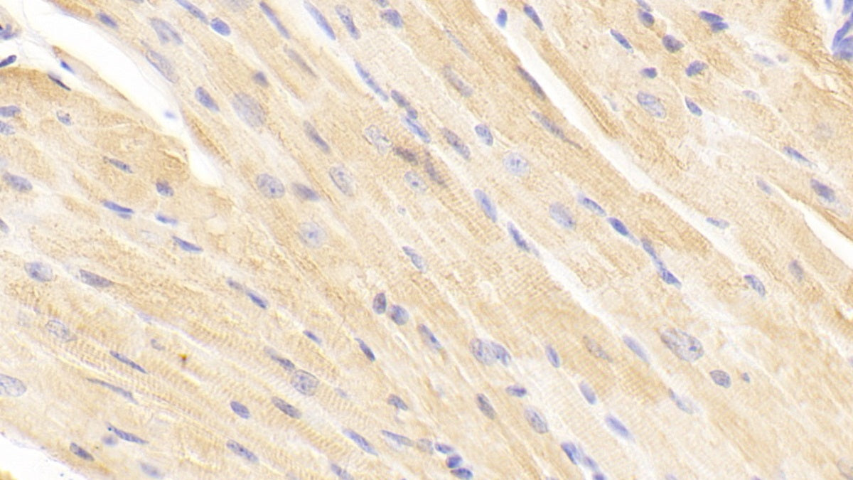 Tissue Inhibitors Of Metalloproteinase 2 (TIMP2) Polyclonal Antibody - image 4
