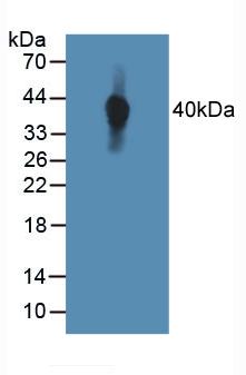 Western Blot; Sample: Rat Placenta lysate; Primary Ab: 0.4μg/ml Rabbit Anti-Human Tie1 Antibody; Second Ab: 0.2µg/mL HRP-Linked Caprine Anti-Rabbit IgG Polyclonal Antibody;