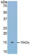 Transforming Growth Factor Beta 1 (TGFb1) Polyclonal Antibody - image 2