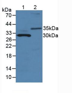 Western Blot; Sample: Recombinant MMP7, Mouse.