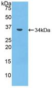 DAB staining on IHC-P; Samples: Mouse Testis Tissue; Primary Ab: 10µg/ml Rabbit Anti-Mouse MMP7 Antibody Second Ab: 2µg/mL HRP-Linked Caprine Anti-Rabbit IgG Polyclonal Antibody