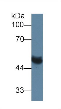 Western Blot; Sample: Recombinant protein.