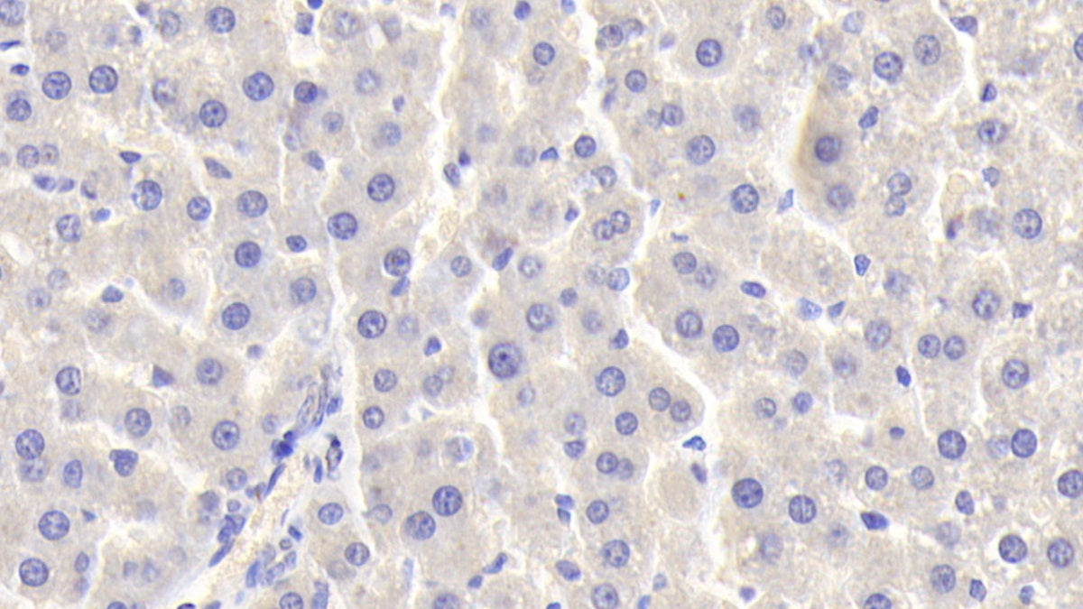 DAB staining on IHC-P. Samples: Rat Tissue)