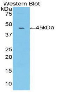 Matrix Metalloproteinase 10 (MMP10) Polyclonal Antibody - image 2
