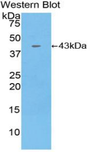 Macrophage Inflammatory Protein 1 Beta (MIP1b) Polyclonal Antibody - image 2