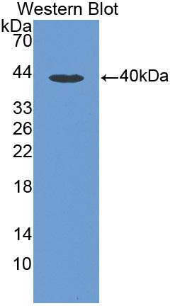 Macrophage Inflammatory Protein 1 Alpha (MIP1a) Polyclonal Antibody - image 2