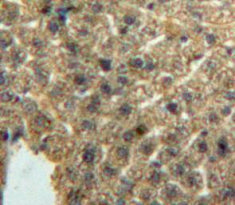 Macrophage Inflammatory Protein 1 Alpha (MIP1a) Polyclonal Antibody - image 3