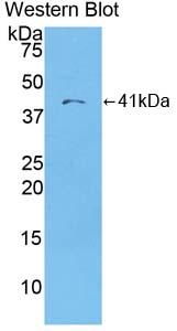 Macrophage Derived Chemokine (MDC) Polyclonal Antibody - image 2