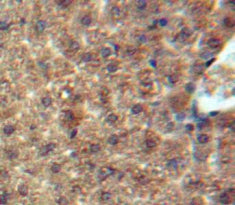 Monocyte Chemotactic Protein 3 (MCP3) Polyclonal Antibody - image 3