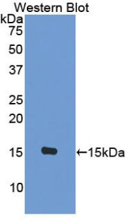 Monocyte Chemotactic Protein 2 (MCP2) Polyclonal Antibody - image 2