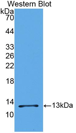 Monocyte Chemotactic Protein 1 (MCP1) Polyclonal Antibody - image 2
