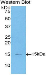 Monocyte Chemotactic Protein 1 (MCP1) Polyclonal Antibody - image 2